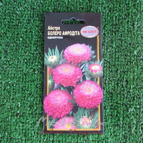 Semená Kvety Aster Bolero Aphrodite 0,3 g