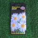 Seeds Flowers Astra Alpine Exotic 0.1 g